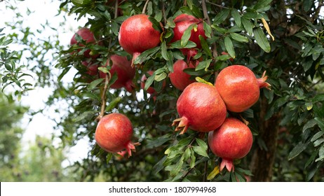 Pomegranate tree plantation in season picking