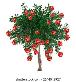 Pomegranate tree white background photo
