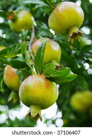Pomegranates