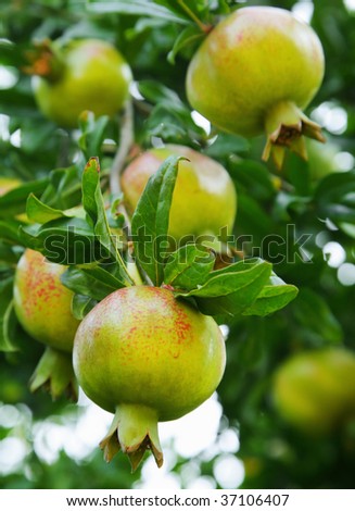 Pomegranates