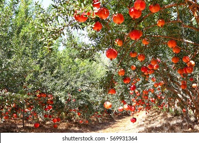 Pomegranates fruits. Trees on the plantation on sunny beautiful day. Harvesting.
