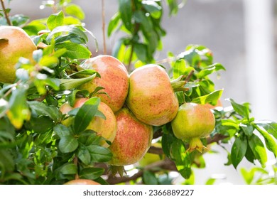 pomegranates growing on a tree on a sunny day - Powered by Shutterstock