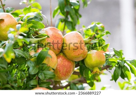 pomegranates growing on a tree on a sunny day