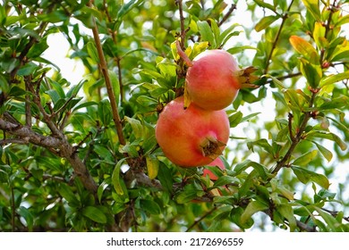 Pomegranates hanging on tree branches in garden