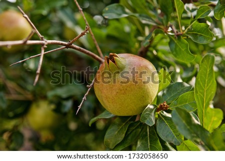 Similar – Image, Stock Photo ripe apple on a tree Apple