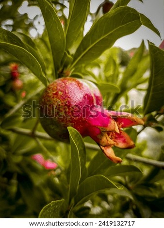 #pomegranates #pomegranate #fruit #fruits #pomegranatejuice #pomegranateseeds #art #healthyfood #nature #vegan #healthylifestyle #pomegranatetree #healthy #food #yummy #healthyeating #handmade 