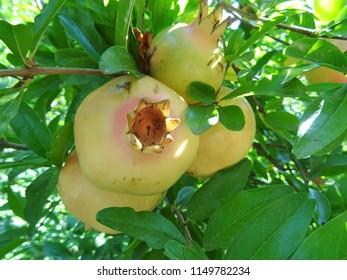 pomegranates in the tree