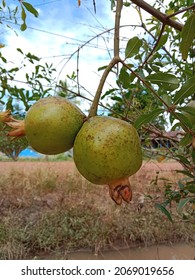 Pomegrants hanging on the tree