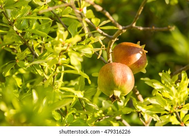 Pomegrate tree