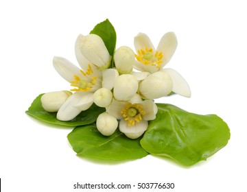 Pomelo Flowers Isolated On White Background Stock Photo 503776630 ...