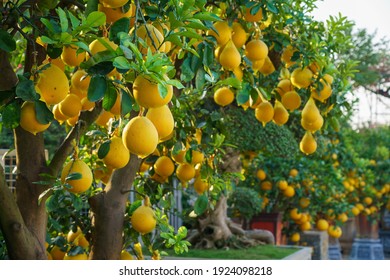Pomelo fruits on the trees in the citrus garden. Pomelo is the traditional new year food in Vietnam - Shutterstock ID 1924098218