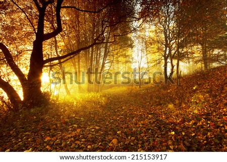 Similar – Herbstgestalten Natur