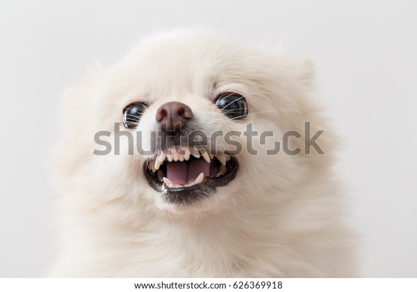 Pomeranian Angry Stock Photo (Edit Now) 626369918