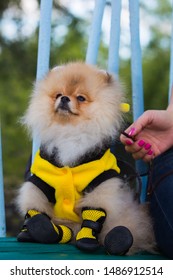 Pomeranian In A Bee Costume, Dog Show