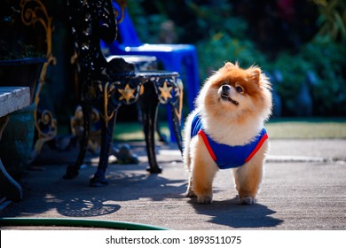 A pomeranian in a blue shirt is standing in the sun because of the cold weather of Thailand.