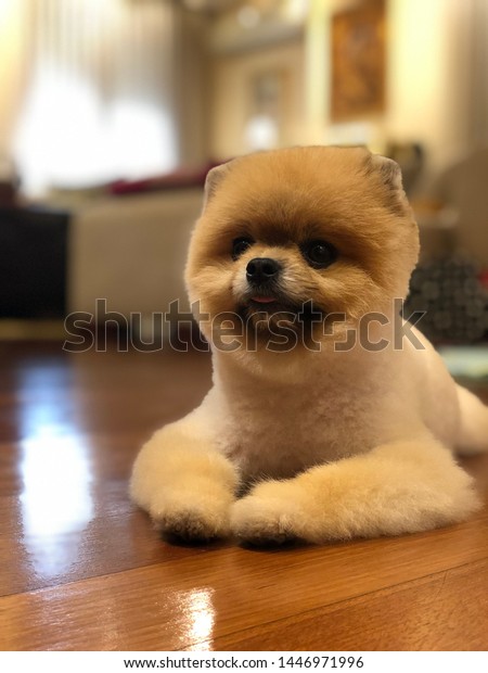 teddy bear pomeranian boo