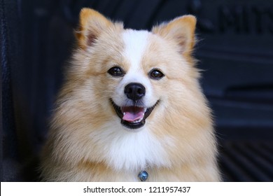 Pomeranian Chihuahua Mix Dog Brown Sarawasi Stock Photo 1211957437 ...