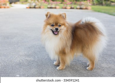 pomeranian dog
