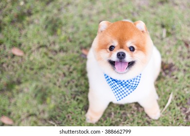Pomeranian dog
