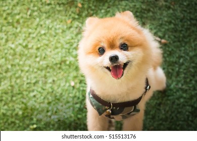 Pomeranian Dog