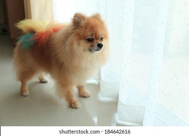 Pomeranian Dog Alone In Home, Cute Pet In House