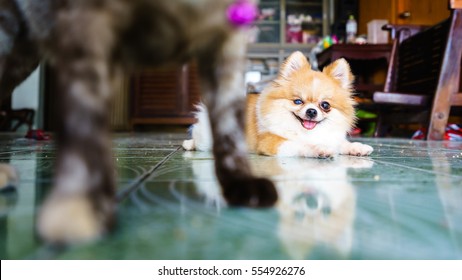 The Pomeranian dog is behind a cat on floor , Selective focus.