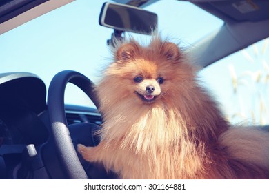 Pomeranian dog in a car