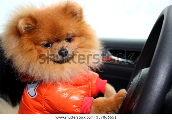 Pomeranian dog in car. Cute\
dog in car.