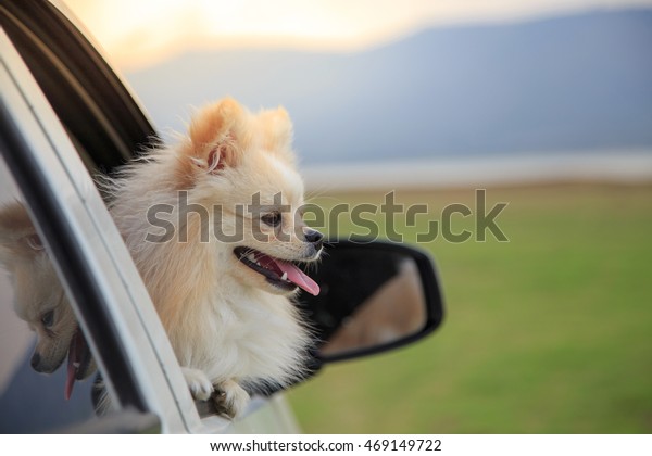 Pomeranian dog in car. Cute
dog in car.