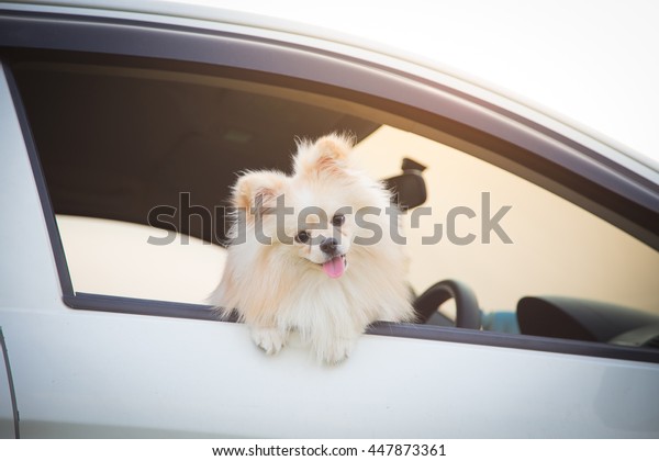 Pomeranian dog in\
car. Cute dog in car.\
Sunset