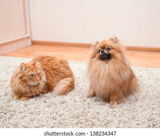 Pomeranian Dog And Cat Sitting On The Carpet