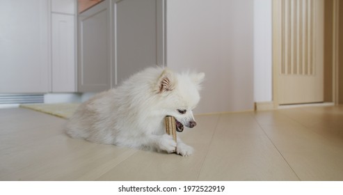 Pomeranian dog chewing treat for clean teeth and healthy gums - Powered by Shutterstock