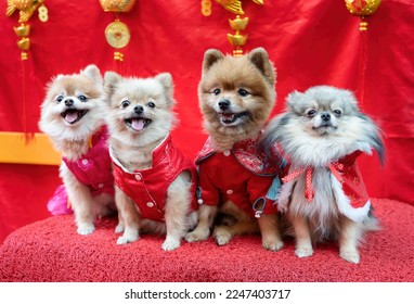 Pomeranian dog and Chihuahua dog wearing Chinese Qipao in chineses new year, Little dog and happy Chineses new year - Shutterstock ID 2247403717