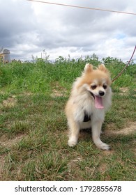 Pomeranian Dog In The Countryside With A Lease