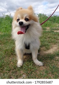 Pomeranian Dog In The Countryside With A Lease