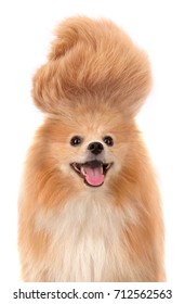 Pomeranian Dog With Crazy Troll Hair Smiling