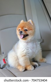 Pomeranian Dog Cute Pet Sitting In Vehicle Car Travel Road Trip