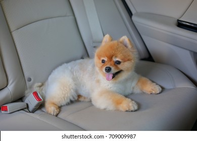 Pomeranian Dog Cute Pet Sitting In Vehicle Car Travel Road Trip