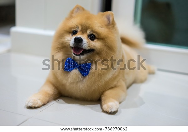 Pomeranian Dog Cute Pets Short Hair Stock Photo Edit Now 736970062