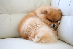 Pomeranian Dog Cute Pets Sleeping On White Leather Sofa Furniture