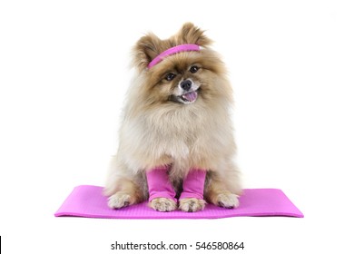 Pomeranian Dog Doing Yoga On Yoga Mat