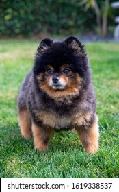 Pomeranian Dog. A Friendly Toy Dog With A Bossy Personality