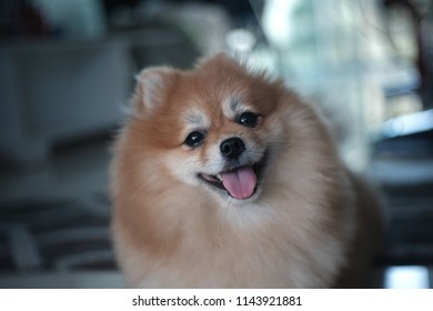 Pomeranian Dog Happy Day