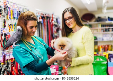 Pomeranian Dog With His Owner At Pet Shop. 