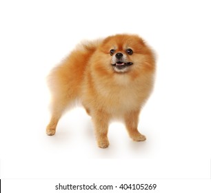 Pomeranian dog isolated in front of white background
