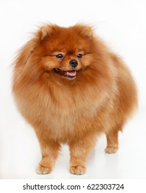 Pomeranian dog isolated in front of white background