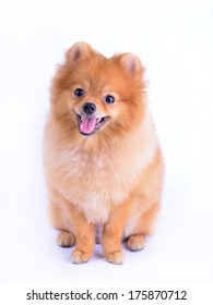 Pomeranian Dog Isolated On White Background