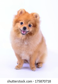 Pomeranian Dog Isolated On White Background