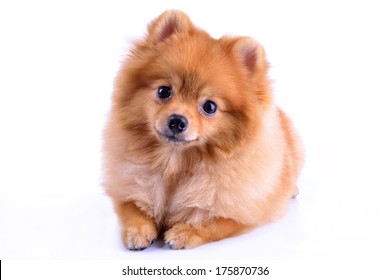 Pomeranian Dog Isolated On White Background