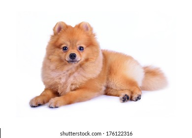 Pomeranian Dog Isolated On White Background